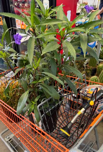 Plant shopping at Home Depot