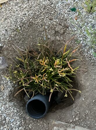 The drain pipe is for deep watering