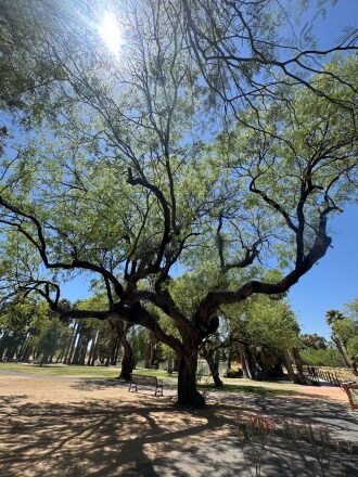 Nice shade trees in the park