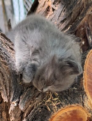 This is a sleepy kitten