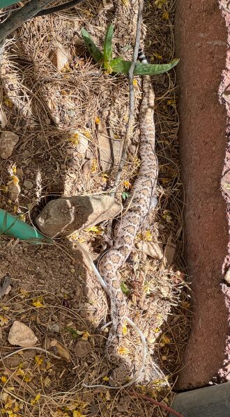 Can you spot the Diamondback?