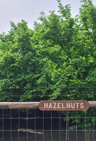 Hazelnuts