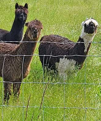 Alpacas are curious