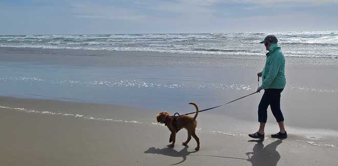 We walk the beach with Abby