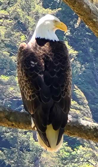 Bald Eagle watching the action