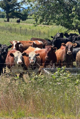 Curious cows on my bike ride