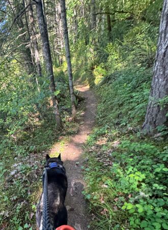 Forest walk with Dave