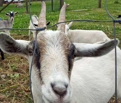 Goats and Oceanside