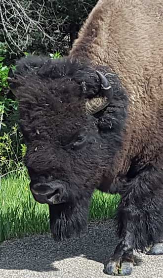 Bison walking the scenic road