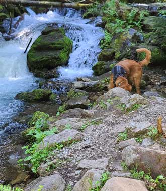 Playing in the creek