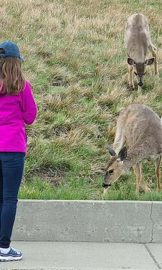 Professional deer, hired to entertain the tourists