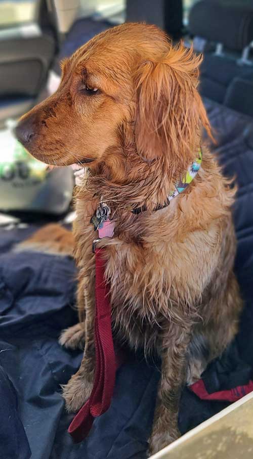 Abby after a bath