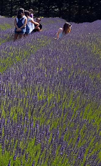 Many farms of lavender
