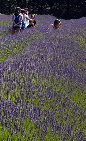 Many farms of lavender