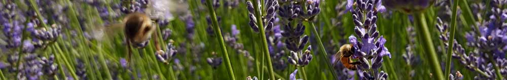 Bees are working the Lavender