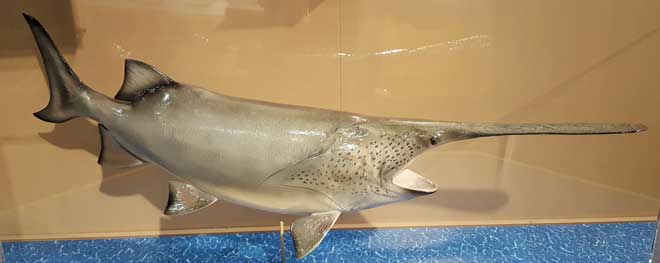 Paddlefish found only the north Missouri River and in China