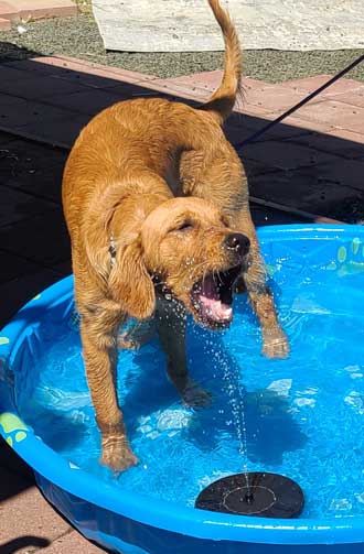 Abby loves this solar powered water pump