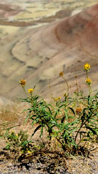 Wild flowers