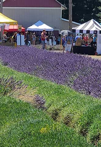 A field of lavender leads to the booths