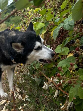 Vanessa taught Dave how to eat blackberries