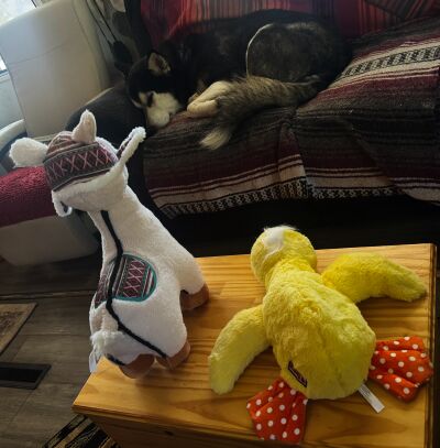 Dave's pets watch over him as he takes a nap!