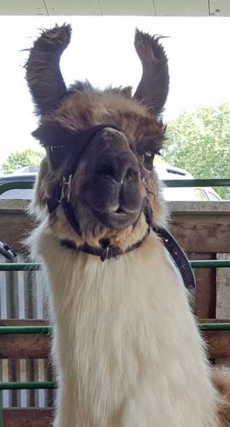Alpaca at the fair