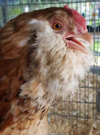 A happy bird