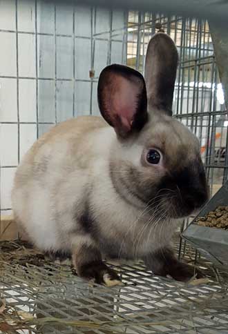 Lots of rabbits too