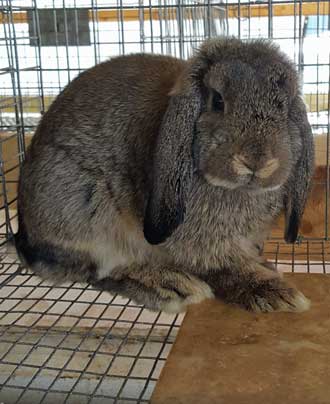 If you prefer flopeared rabbits