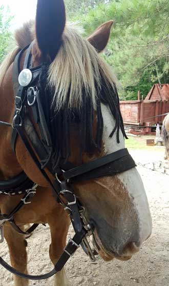Draft horses demonstrating old logging techniques