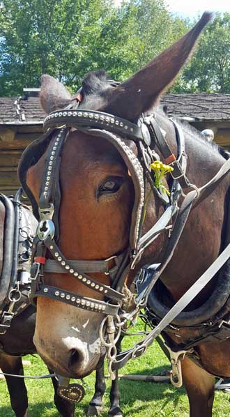 Mules are in the camp too