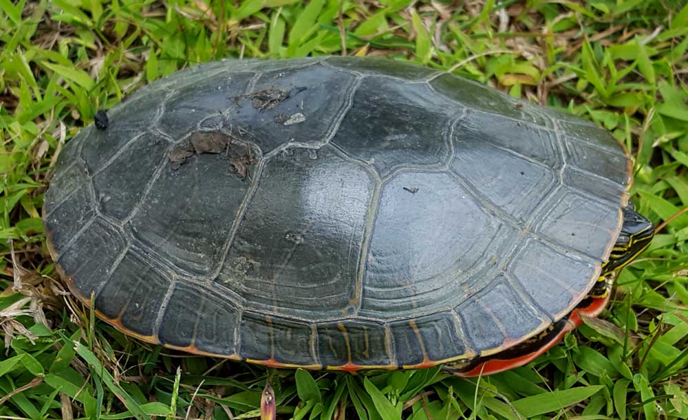 Found this turtle trying to cross the road