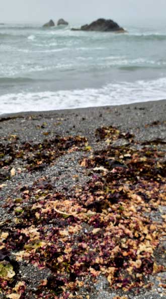 Purple and tan seaweed  washed up on the beach
