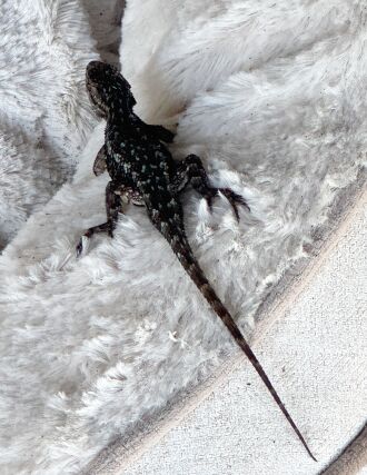 An Oregon lizard loves Dave's bed