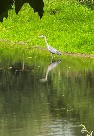 Blue Heron on Calapooia Creek