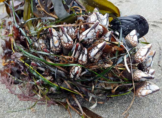 Treasures on the beach