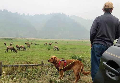 Oregon Coast Elk