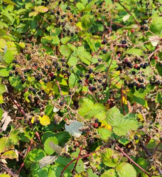 Lots of blackberries and poison oak