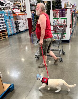 I have never seen a "service cat"