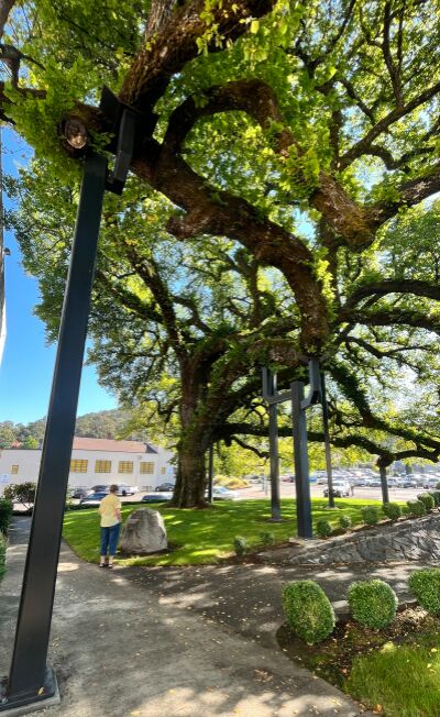 The Courthouse Elm