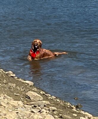 Abby enjoys Plat I reservoir