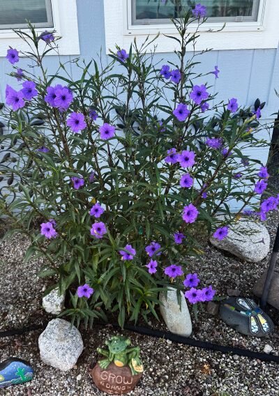 Mexican Petunia
