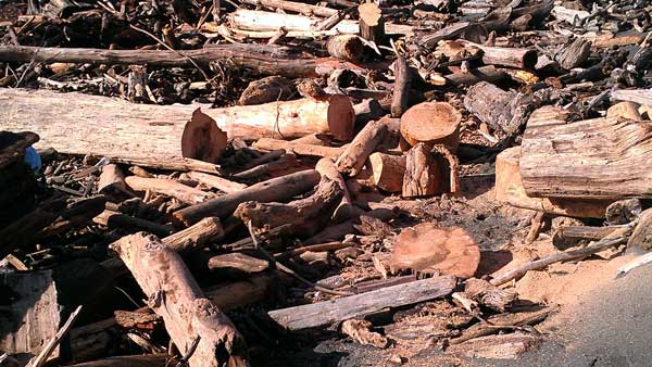 Timber on Gold Beach