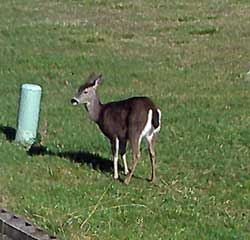 Out our back window