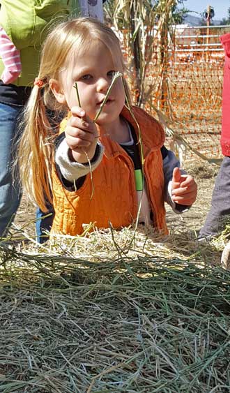 Lucy at the pumpkin patch