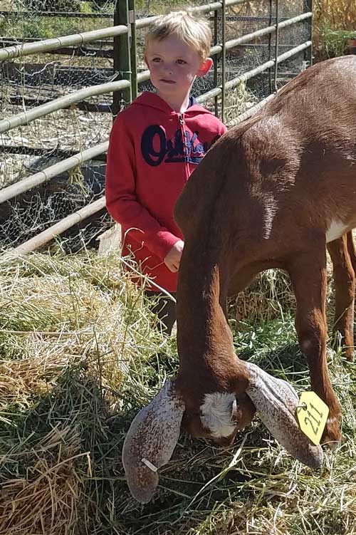 Noah at the pumpkin patch