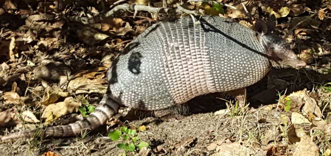 Found an Armadillo 