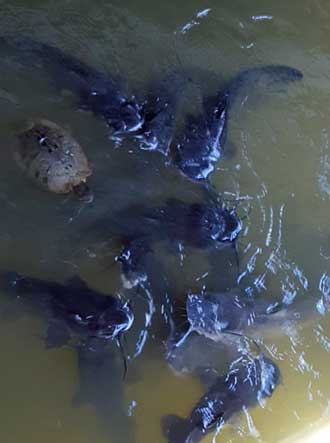 Catfish and turtles in the cultural pond