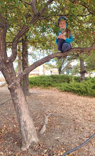 A bird in a tree