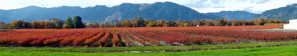 Norris Blueberry Fields